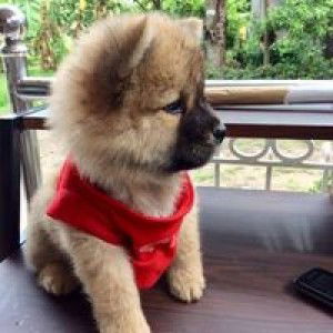 Alisa Mey profile icon