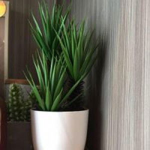 Lia Siti Amaliah profile icon