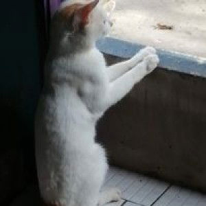 إبراهيم سوڤيايا profile icon