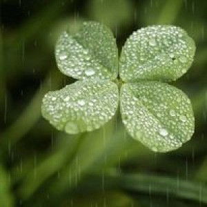 Hoa Nguyễn profile icon