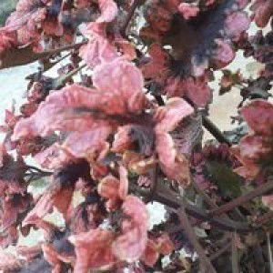 Nona Utari profile icon