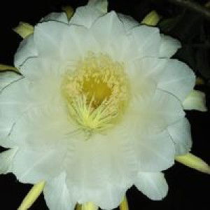 Erna Wati profile icon