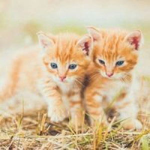 Mira Wahid profile icon