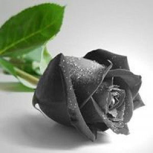 Đoàn Thị Nhung profile icon