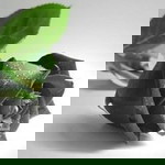 Đoàn Thị Nhung profile icon