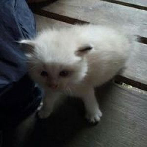 Yanya Nusantara profile icon