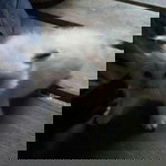 Yanya Nusantara profile icon