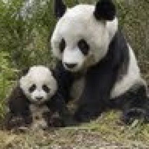 Fe Zhuang profile icon