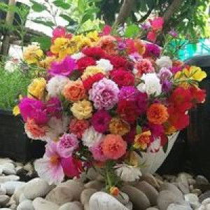 Aissa Camilla profile icon