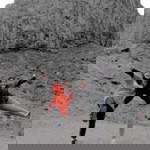 Dianatus Sarivah profile icon