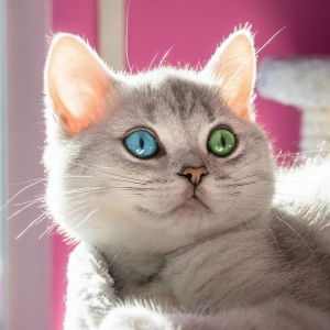 Dk. Nursafinah Ak. Mohd Said profile icon