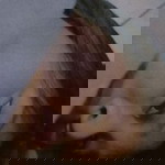 Regine Andrea Oxina Velasquez profile icon