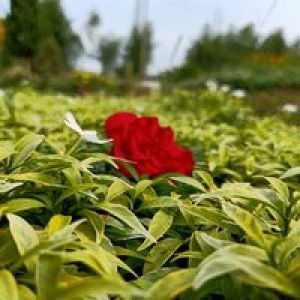 Bunga Anggraini II profile icon