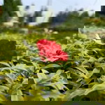 Bunga Anggraini II profile icon