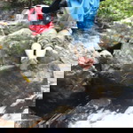 Lili Shurei profile icon