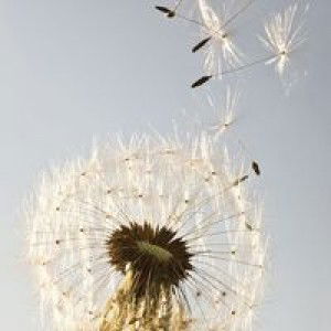 Laely Ahliya Apri profile icon