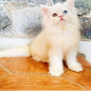 Nurwita Alviana profile icon