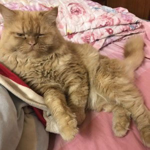 ณัฐพร ทะนันไชย profile icon