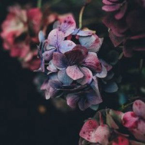 Santi Septining profile icon