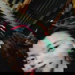 Cris Lanete profile icon