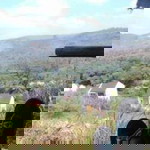 Mega Sharie profile icon