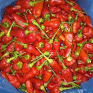 Dedek suprapti profile icon