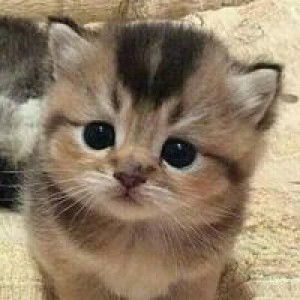 Asiah Mohd Jasni profile icon