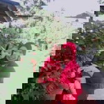 ม๊ๅมี้' อัซวานี profile icon