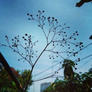 firoh dwirahayu profile icon