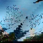 firoh dwirahayu profile icon