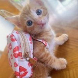 An-an Bombase Unsay profile icon