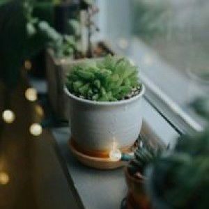 Felicia Lim profile icon