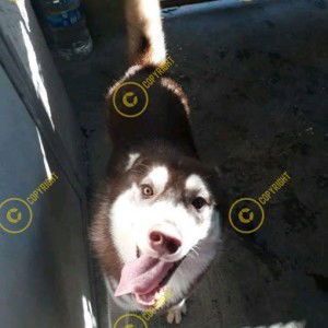 Asparagus profile icon