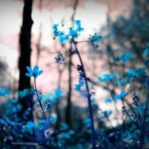 ummu Abdullah profile icon