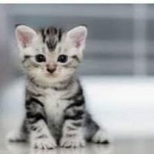 Shofi Kholili Farel As-sofia profile icon