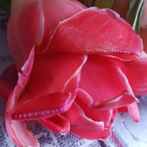 Miss Popo profile icon