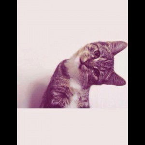 Cody Shell profile icon