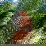 daniela. arsenal profile icon