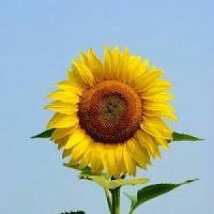 Putri Harahap profile icon