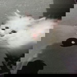 Triendamarshela 123 profile icon