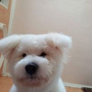 Llynn Aba-a profile icon