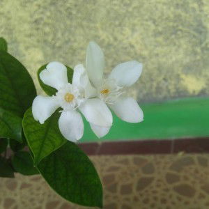 Nadia Wati profile icon