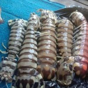 Rini Yunika profile icon