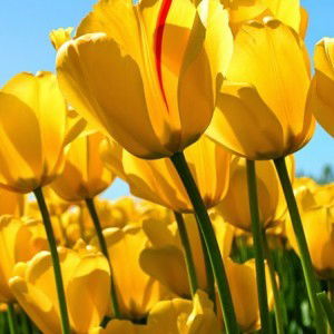 Damien Kit profile icon