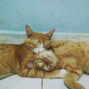 Ginan Ty profile icon