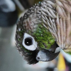 Happy Conures profile icon