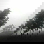 Fian duabelas profile icon