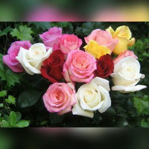 dhiane jhisung profile icon