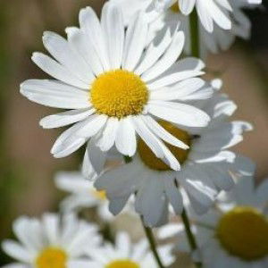 Wie Dewi profile icon