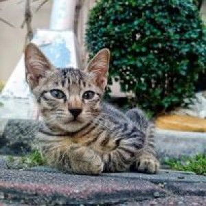 vanessa arambulo profile icon